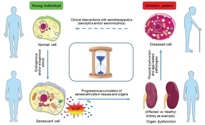 Senolytics：清除衰老细胞，使机体恢复健康活力