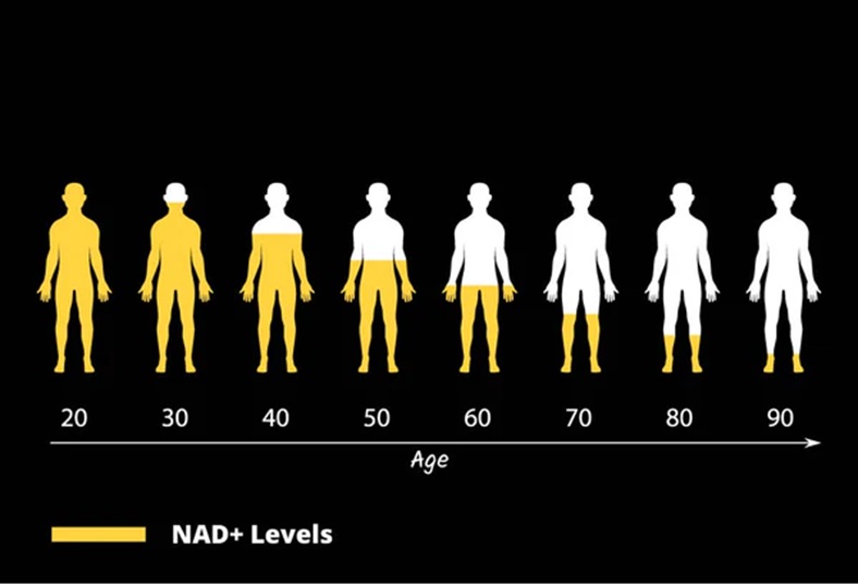 NAD⁺ 前体：最大限度地提高NAD+水平以解锁青春之泉