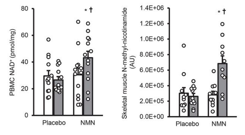 NMN代谢益处首次在人类研究中显示
