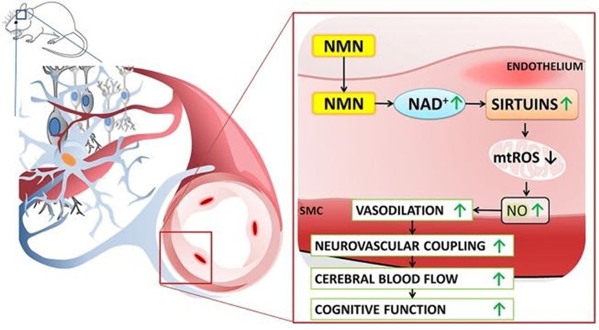 补充NMN可以改善衰老中的大脑功能