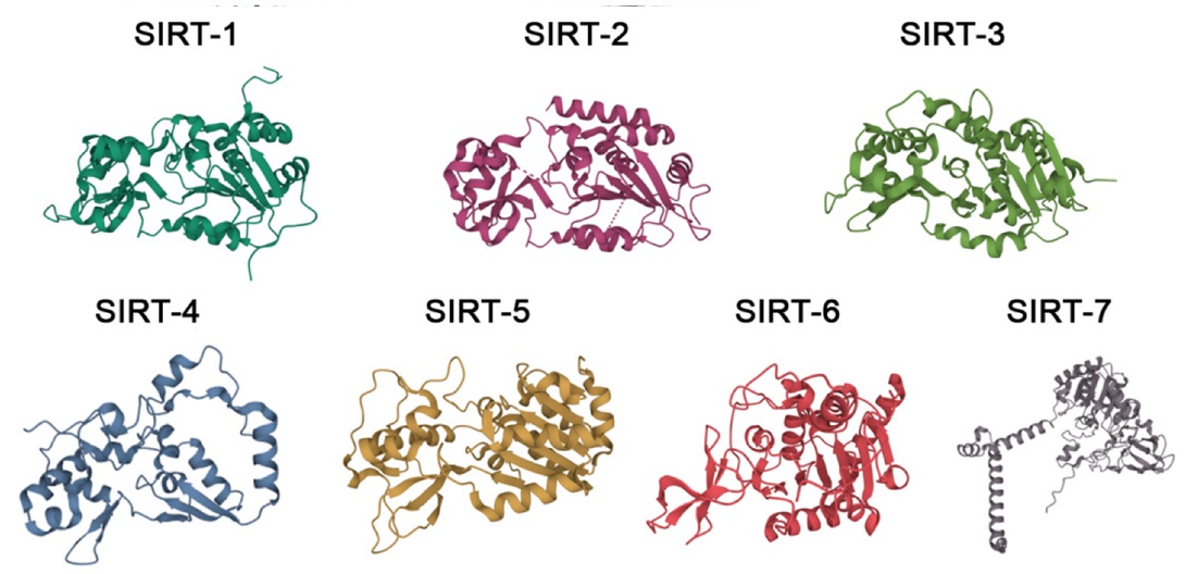 Sirtuin调节化合物：影响长寿关键蛋白的功能