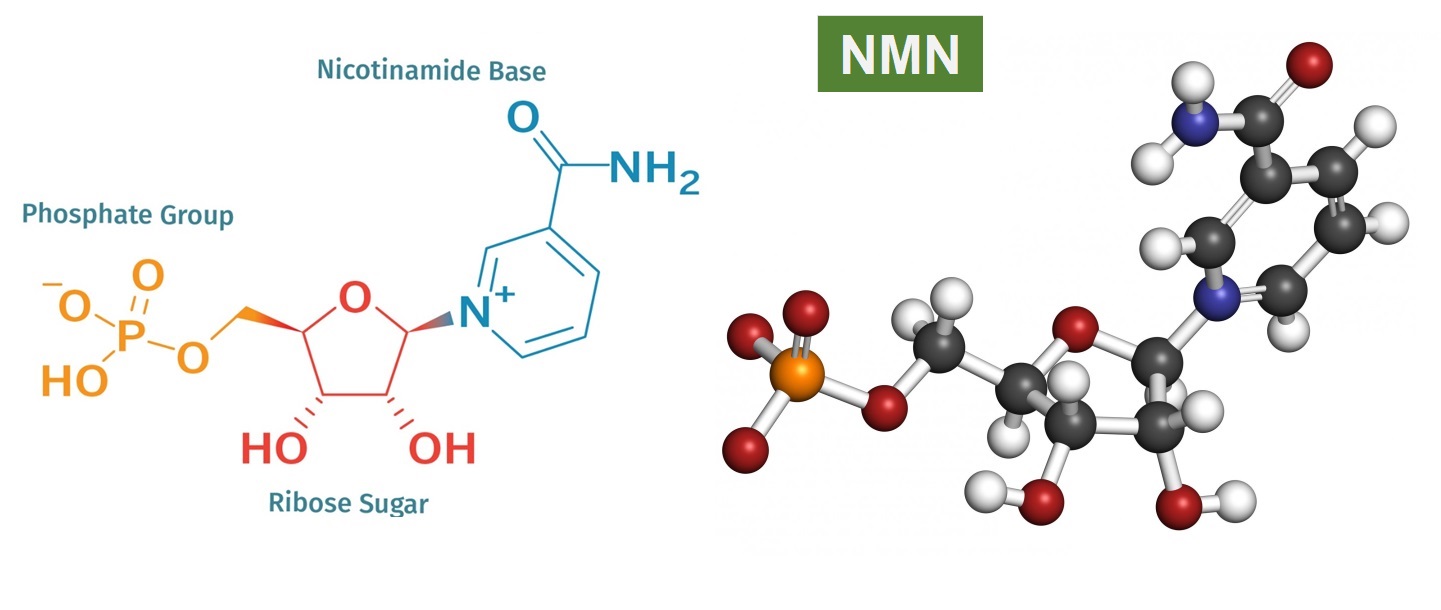 1. NMN-配图1.jpg