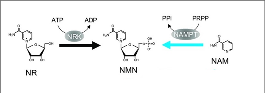 1. NMN-配图3.jpg