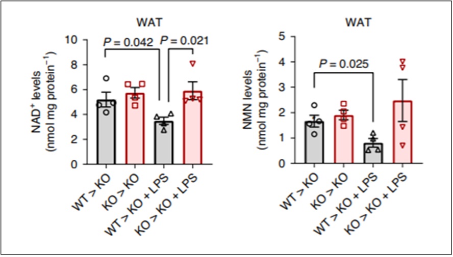 免疫细胞表面酶在衰老过程中消耗NMN和NAD+