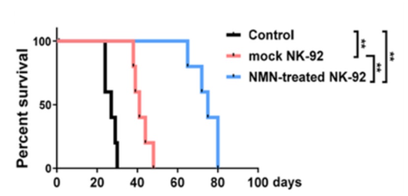 NMN增强免疫治疗并延长生存期