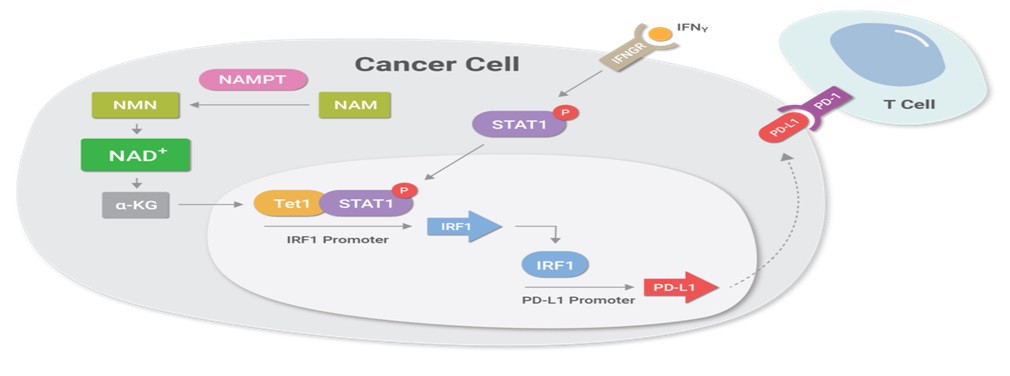 增加NAD+可促进对癌症治疗的敏感性