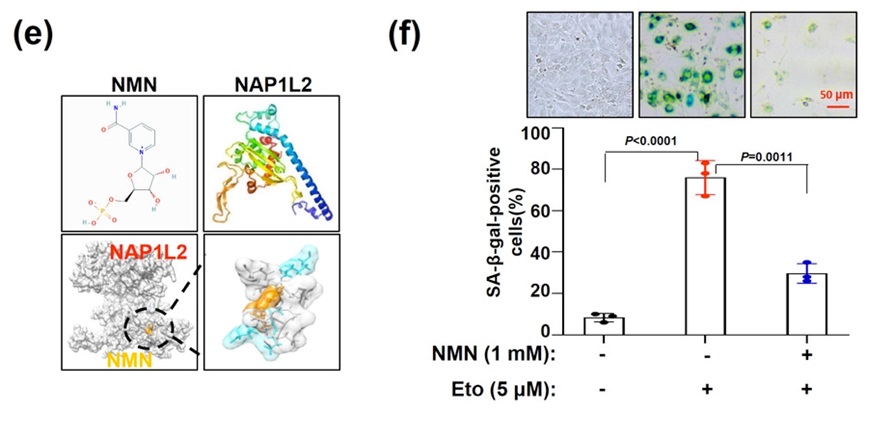 NMN能使骨组织干细胞再生