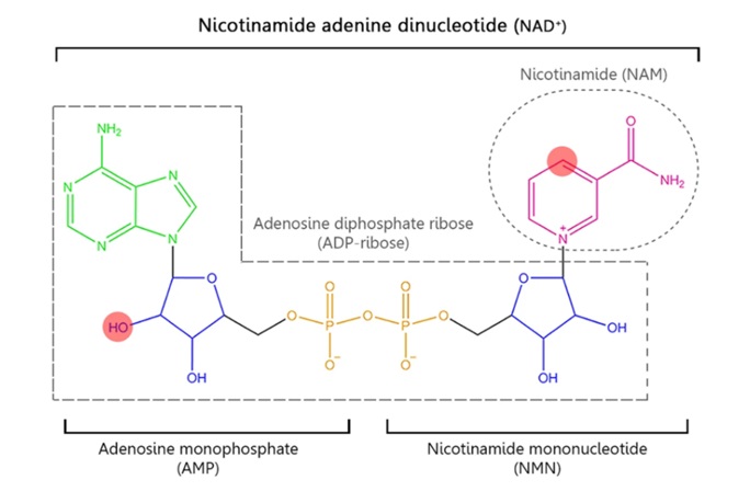 NAD+前体NMN和NR是如何进入细胞的？