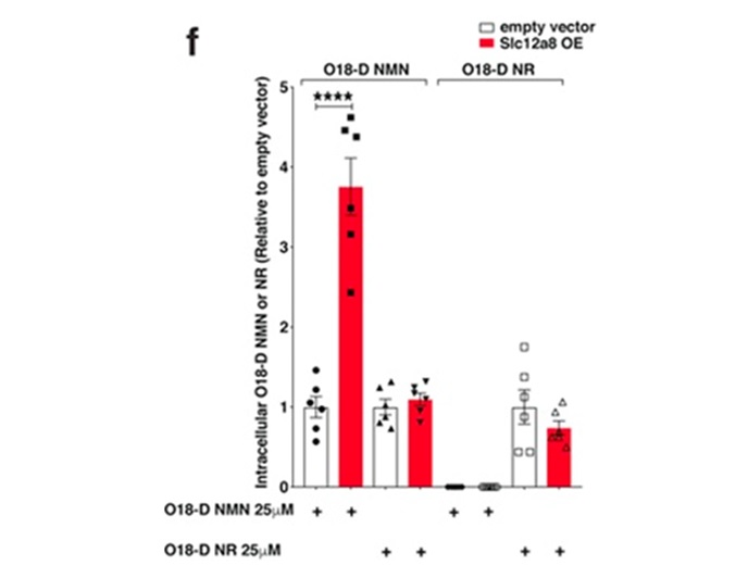 科学家鉴定出NMN在小鼠体内细胞吸收的转运蛋白