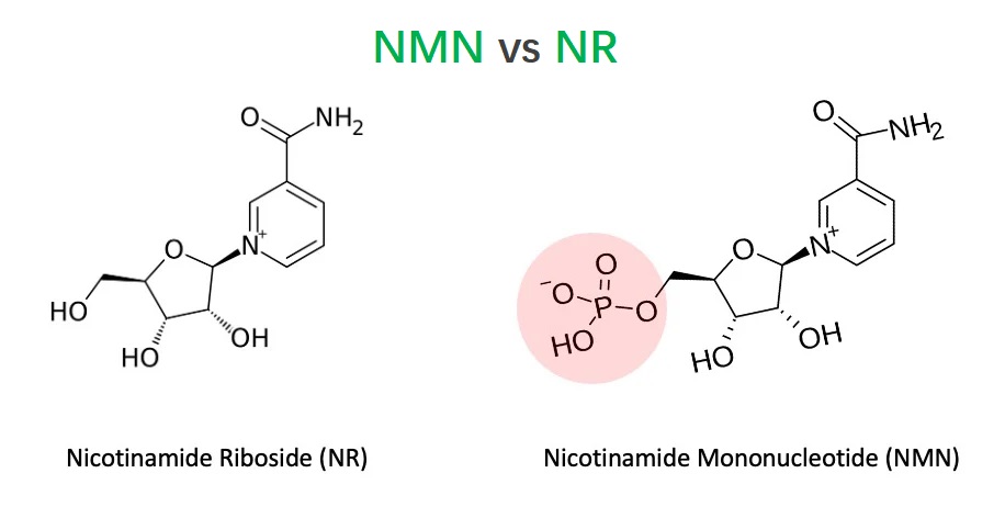 5.1. NMN-NR - 配图1.jpg