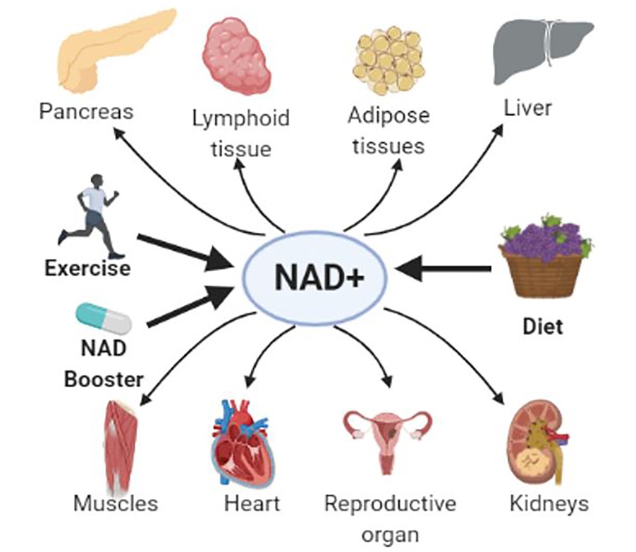 6. NAD+ - 配图1.jpg