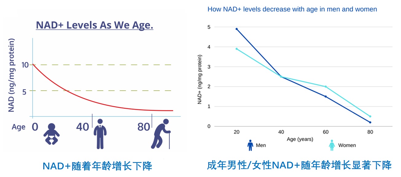 6. NAD+ - 配图2.jpg